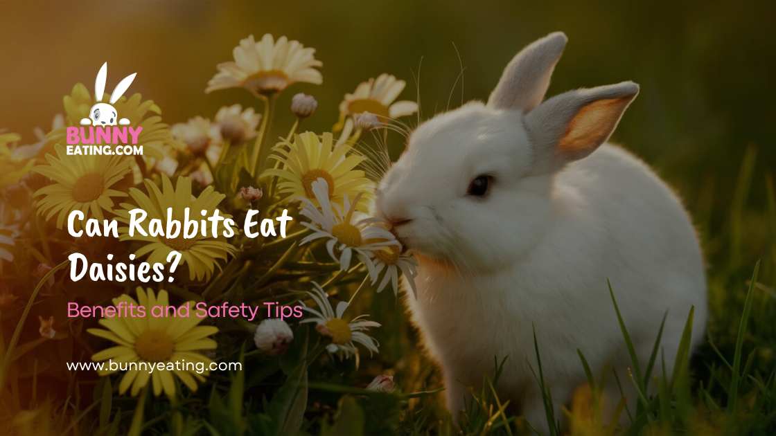 Can Rabbits Eat Daisies?