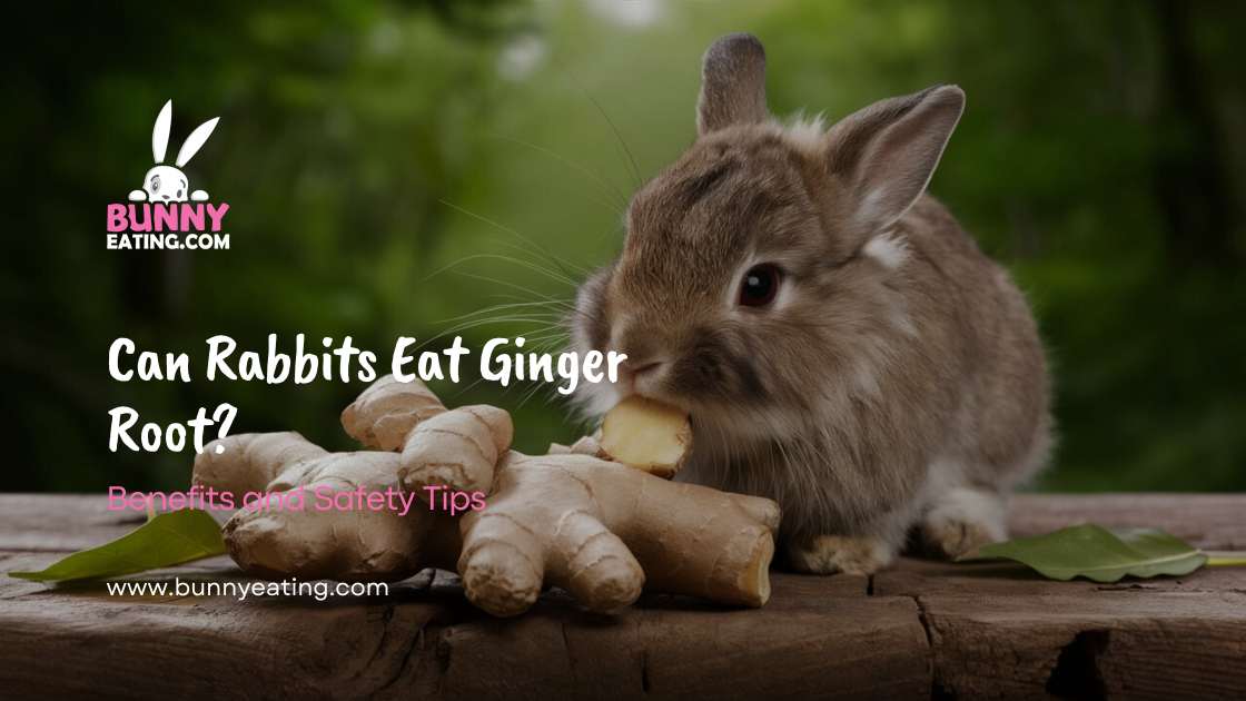 Can Rabbits Eat Ginger Root?