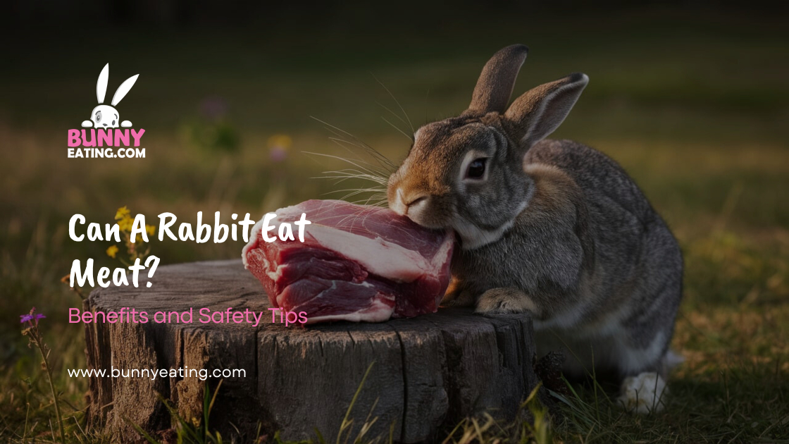 Can A Rabbit Eat Meat?