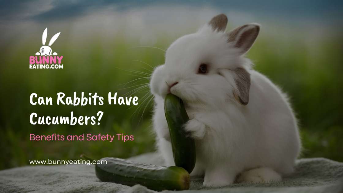 Can Rabbits Have Cucumbers?