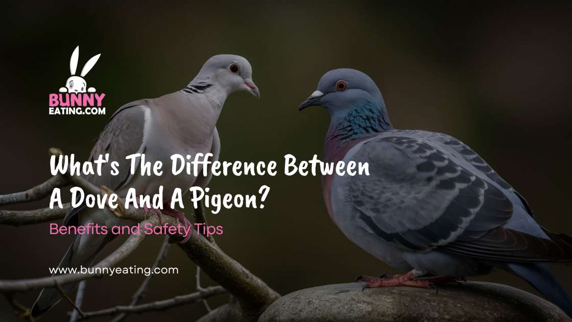 What's The Difference Between A Dove And A Pigeon?