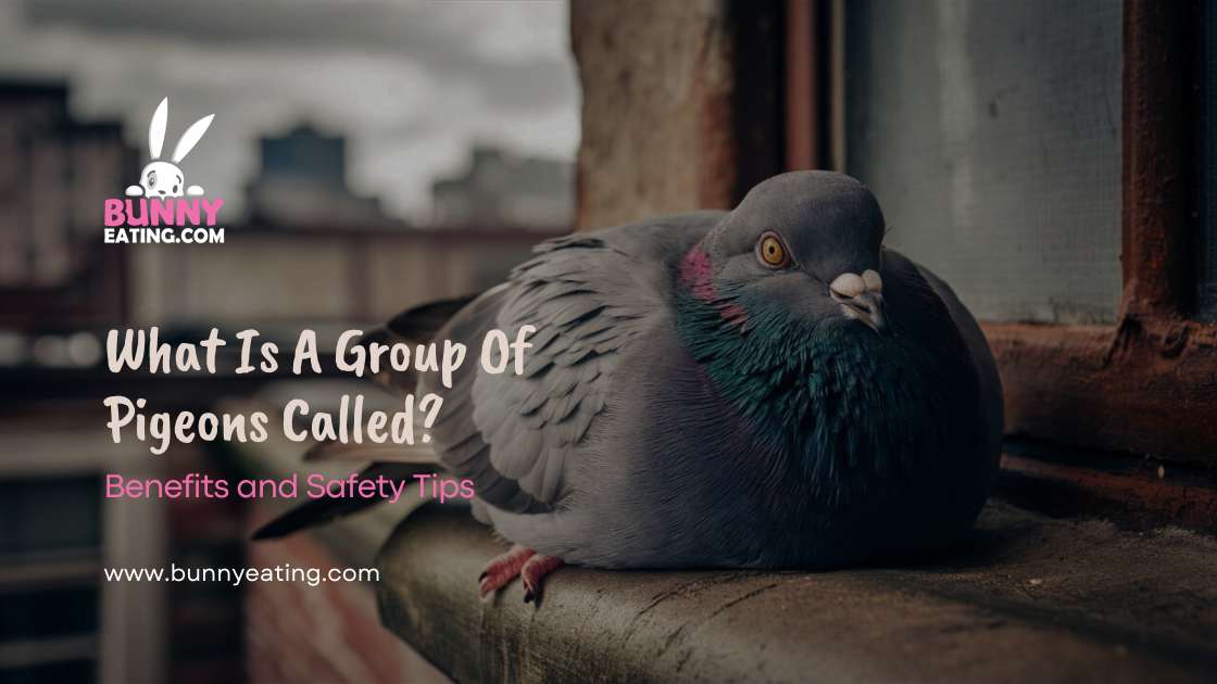 What Is A Group Of Pigeons Called?