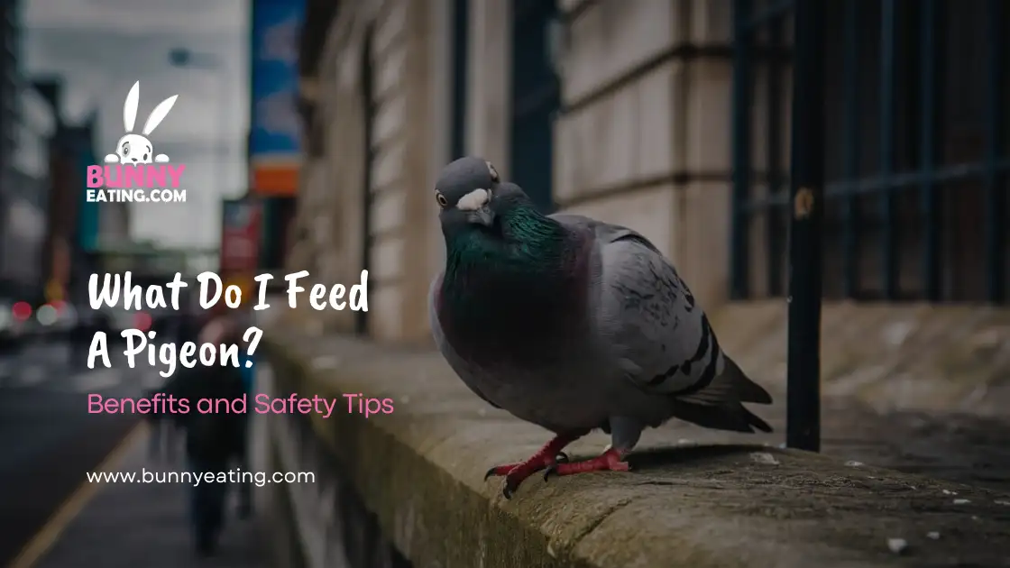 what-do-i-feed-a-pigeon