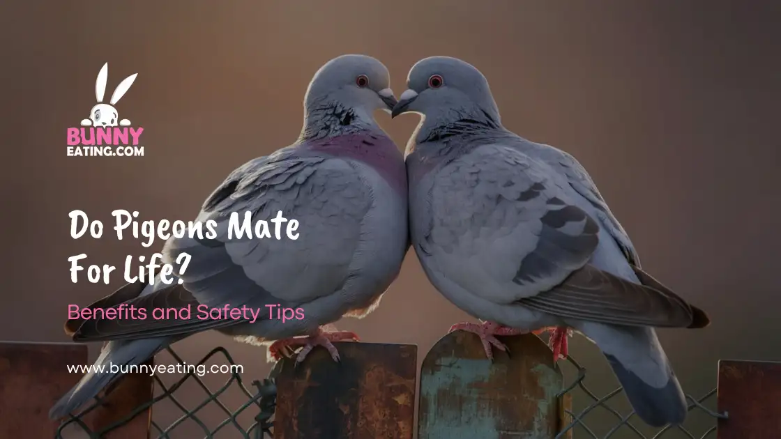 Do Pigeons Mate For Life?