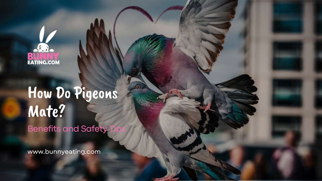 How Do Pigeons Mate?