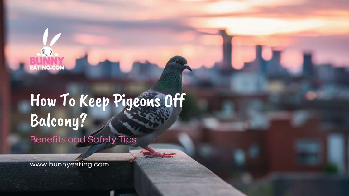 How To Keep Pigeons Off Balcony?