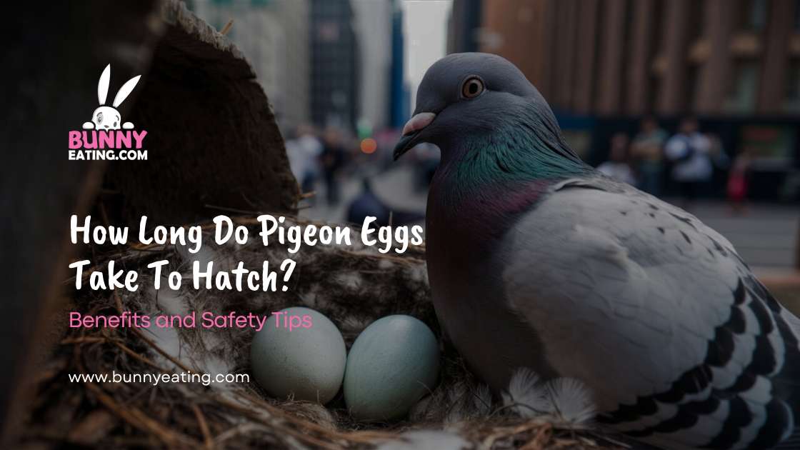 How Long Do Pigeon Eggs Take To Hatch?