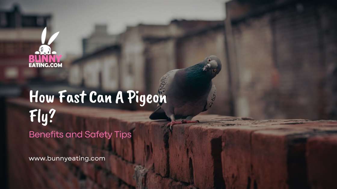 How Fast Can A Pigeon Fly?