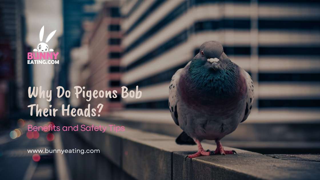 Why Do Pigeons Bob Their Heads?