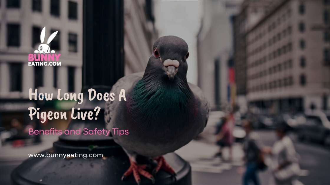 How Long Does A Pigeon Live?