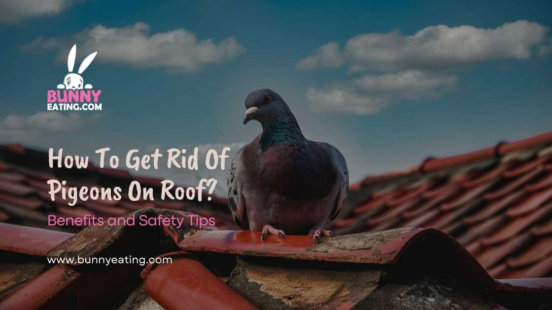 How To Get Rid Of Pigeons On Roof?