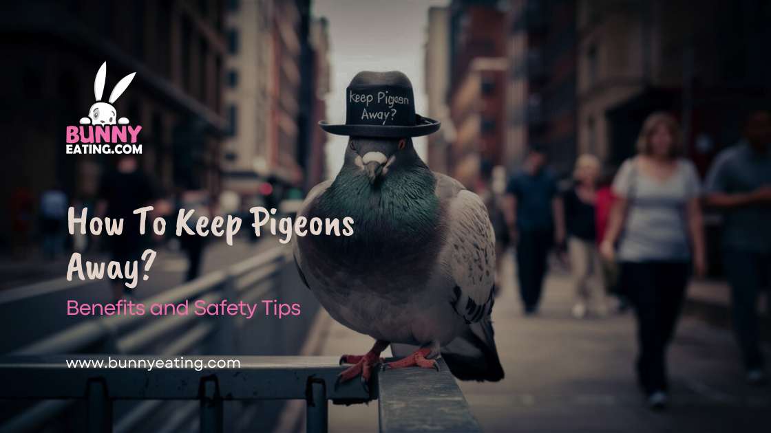 How To Keep Pigeons Away?