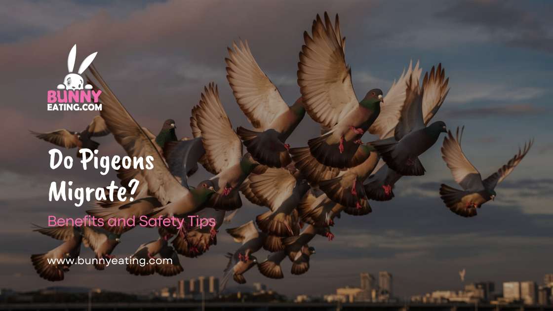 Do Pigeons Migrate?