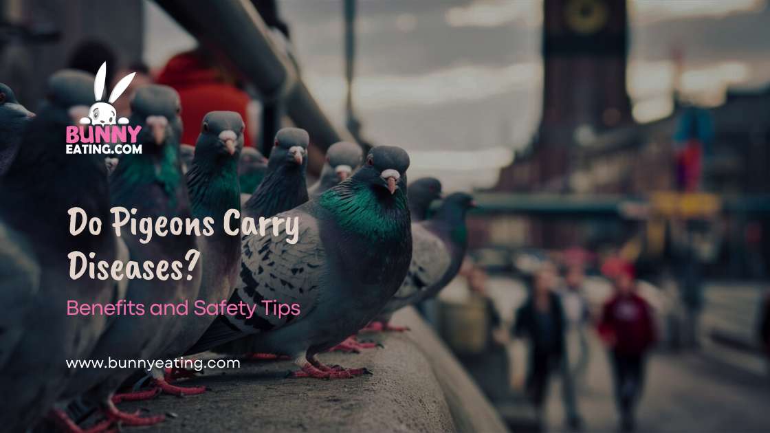 Do Pigeons Carry Diseases?