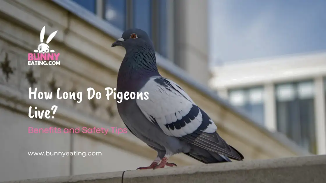 how-long-do-pigeons-live