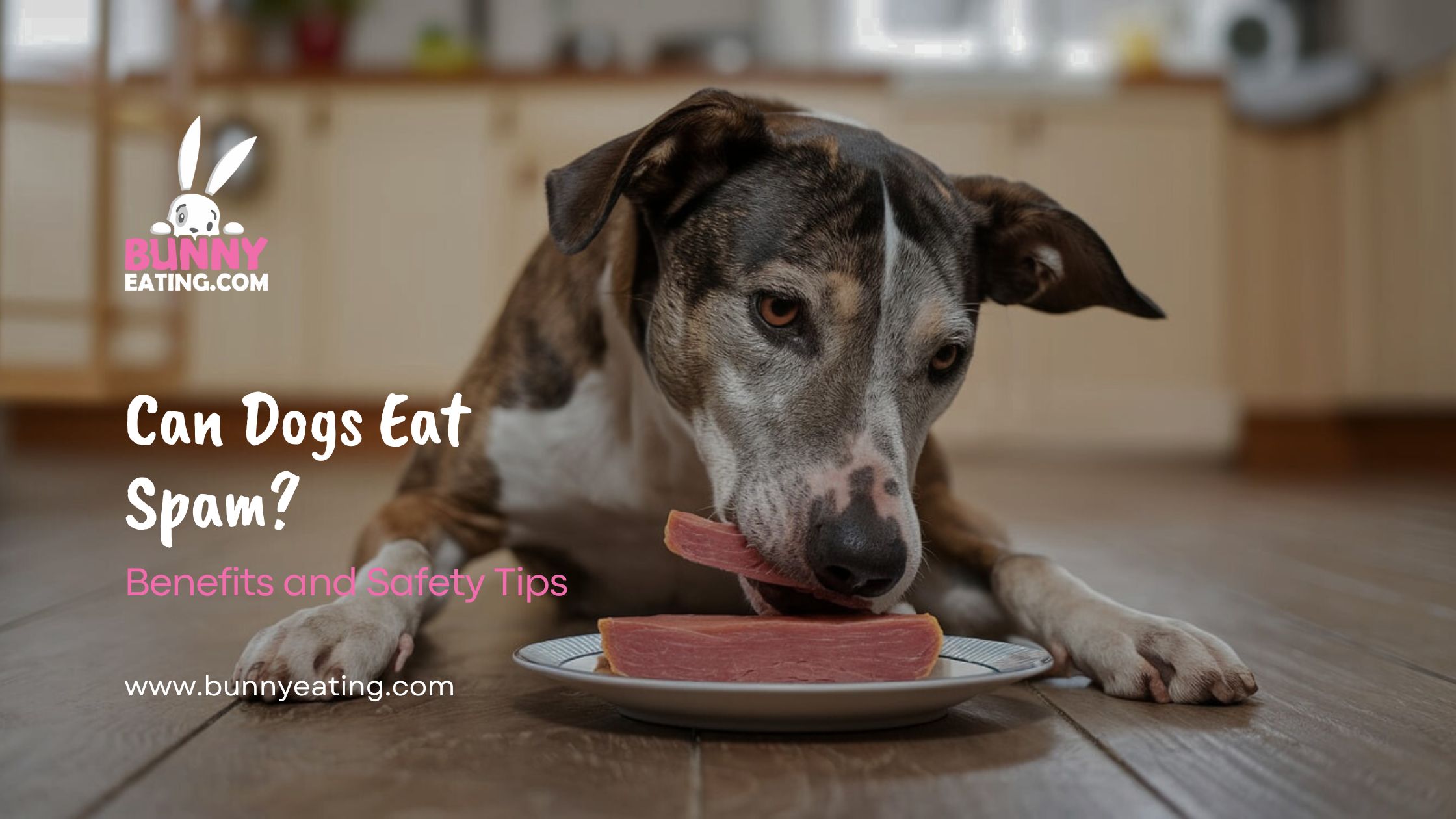 can-dogs-eat-spam