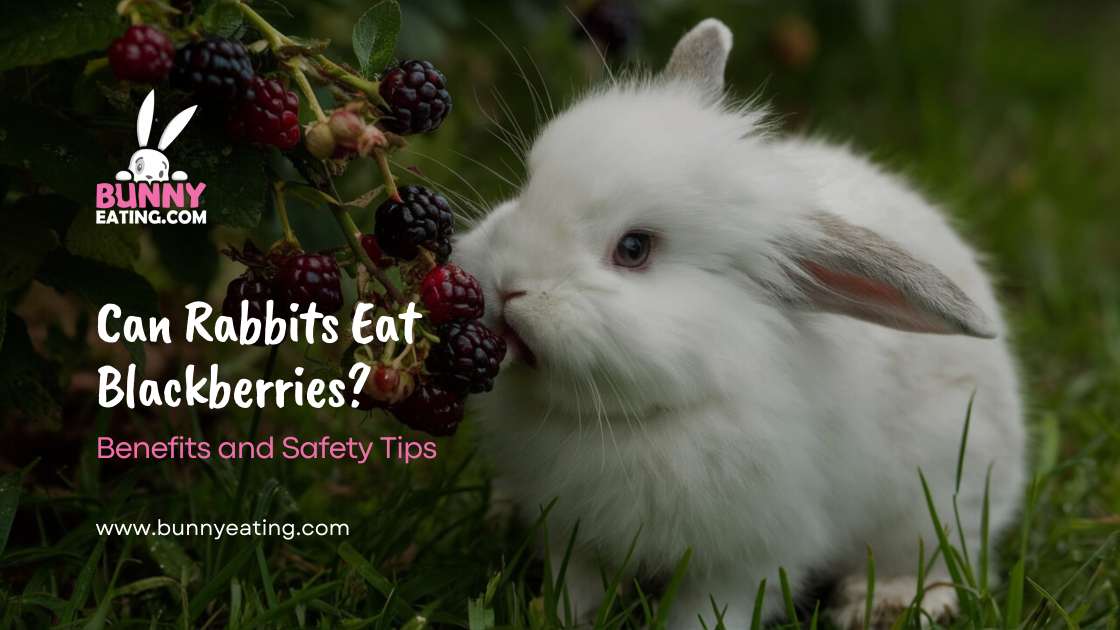 Can Rabbits Eat Blackberries?