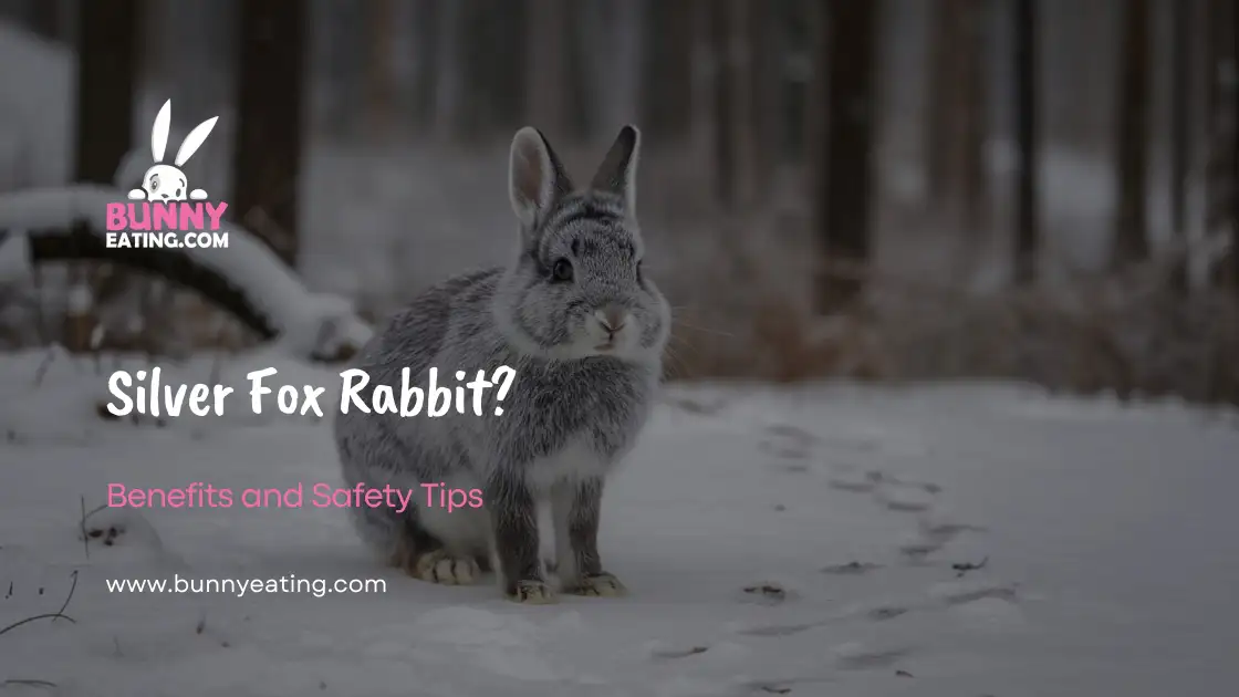 silver-fox-rabbit