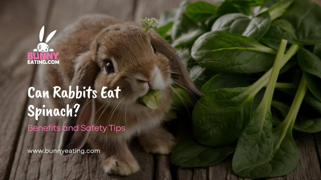 Can Rabbits Eat Spinach?