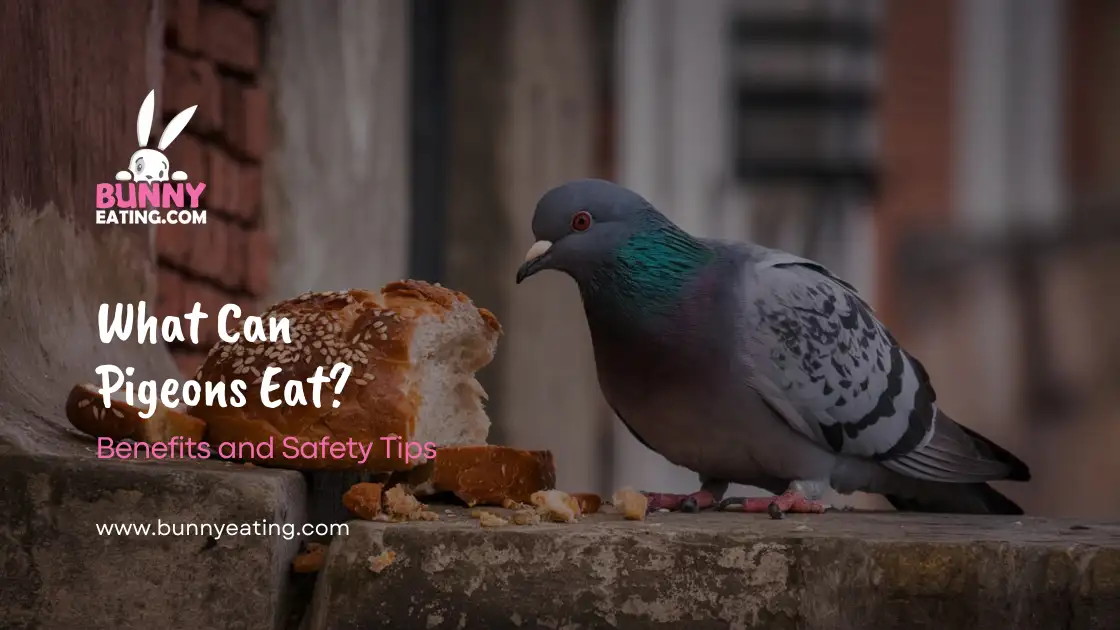 What Can Pigeons Eat?