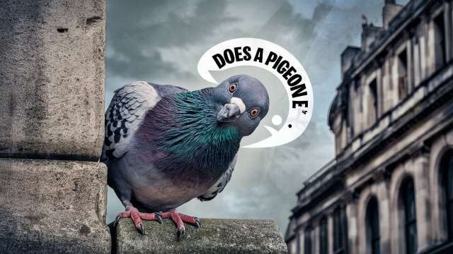 How Long Does A Pigeon Live?