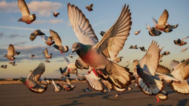 Do Pigeons Migrate?