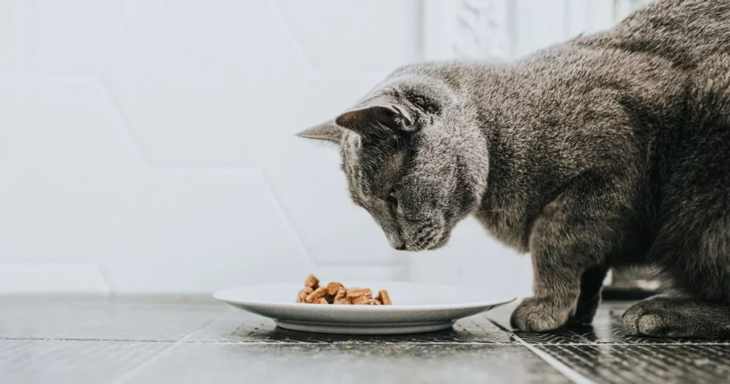 A cat happily munching on nuts from a plate, showcasing Vet-Approved Nutrition Facts & FAQ for pet health.