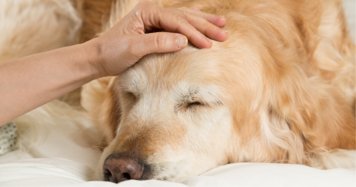 A golden retriever rests its head on a person's hand while lying on a bed, highlighting potential health risks of pet ownership.
