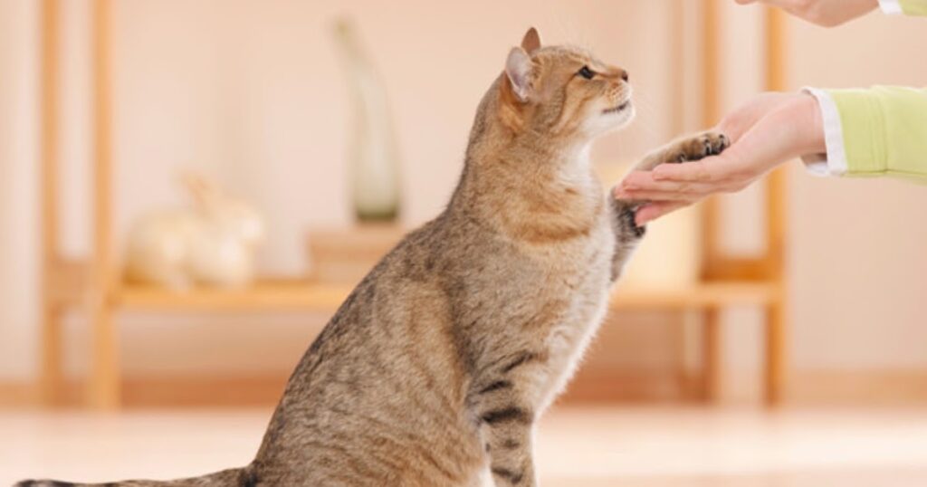 A person gently pets a cat on the floor, illustrating a moment of care while pondering, "How Can I Tell if My Cat’s Stomach is Upset?"