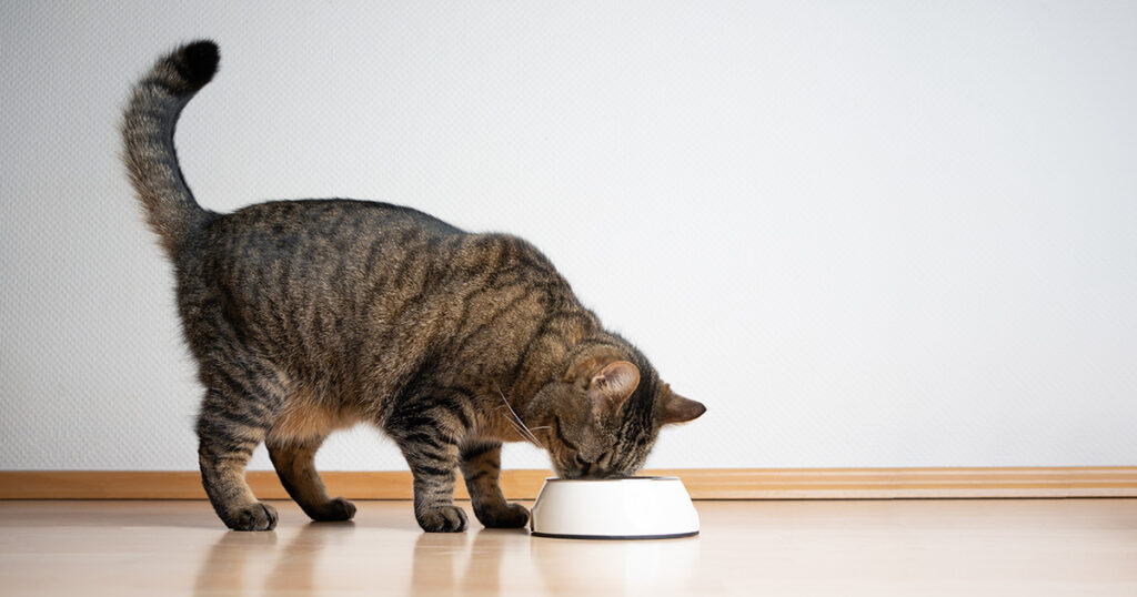 A cat eating from a bowl on the floor, highlighting potential risks of feeding bologna to pets in a domestic setting.