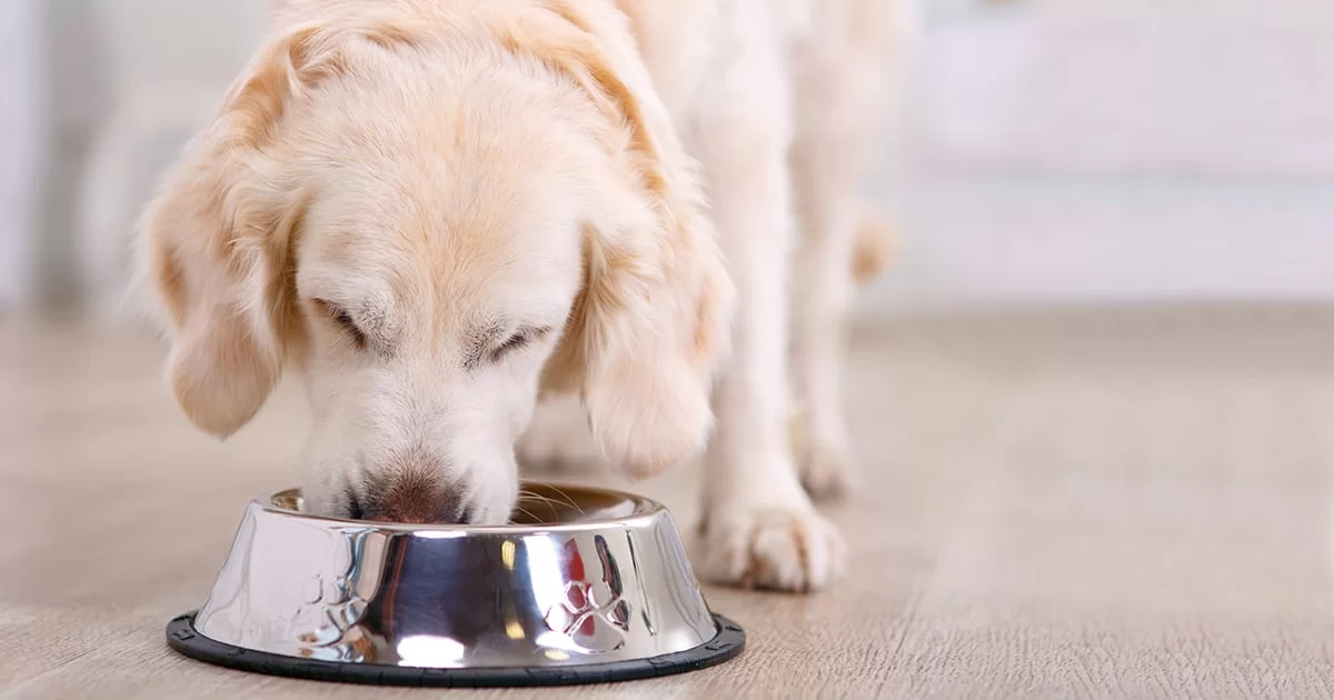 A dog happily eating from a metal bowl, illustrating the importance of proper Feeding Guidelines for Dogs.