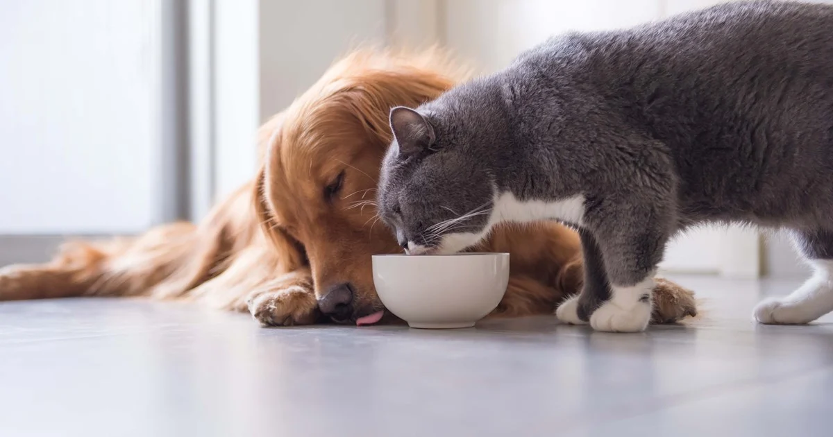 A dog and cat share a bowl, exploring the question: Can Cats and Dogs Eat Vienna Sausages together?