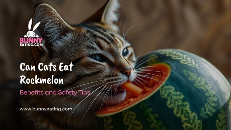 Can Cats Eat Rockmelon