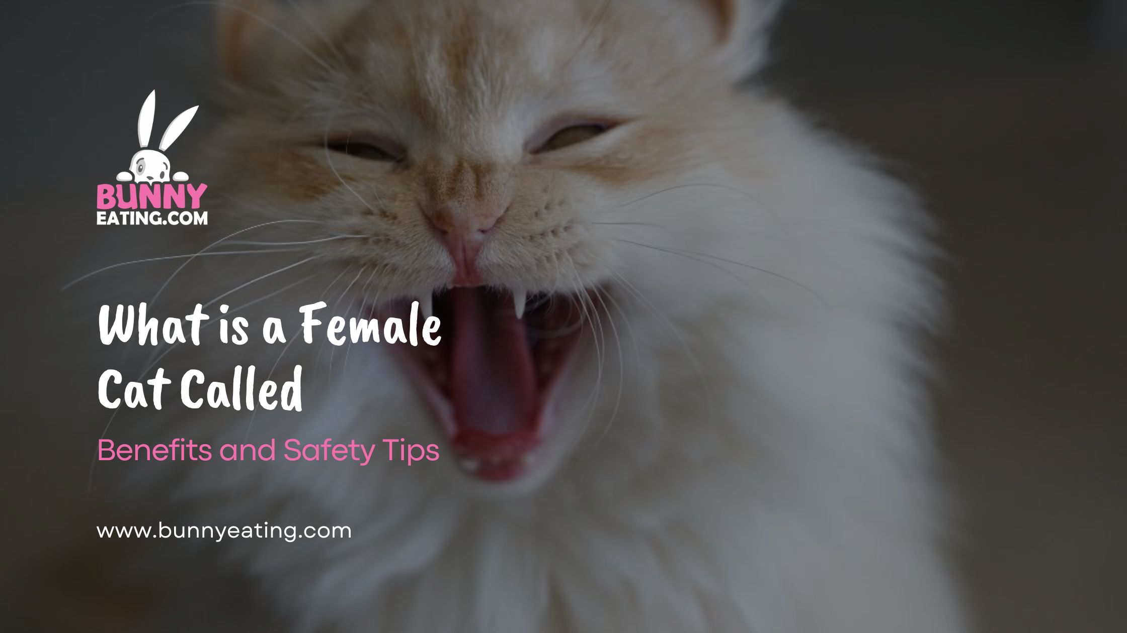 What is a Female Cat Called