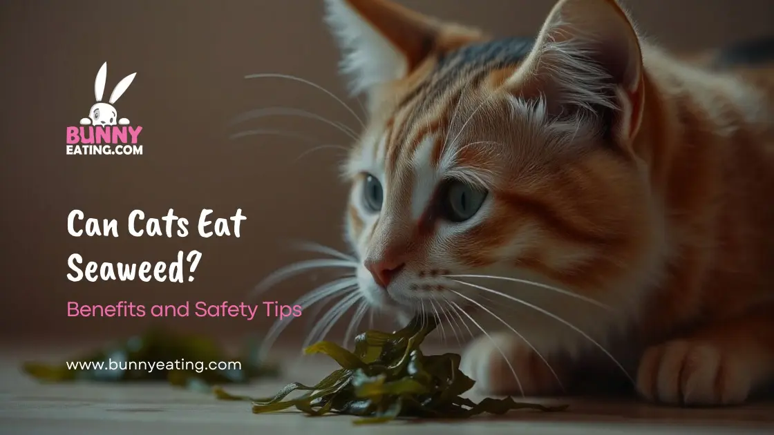 Can Cats Eat Seaweed?