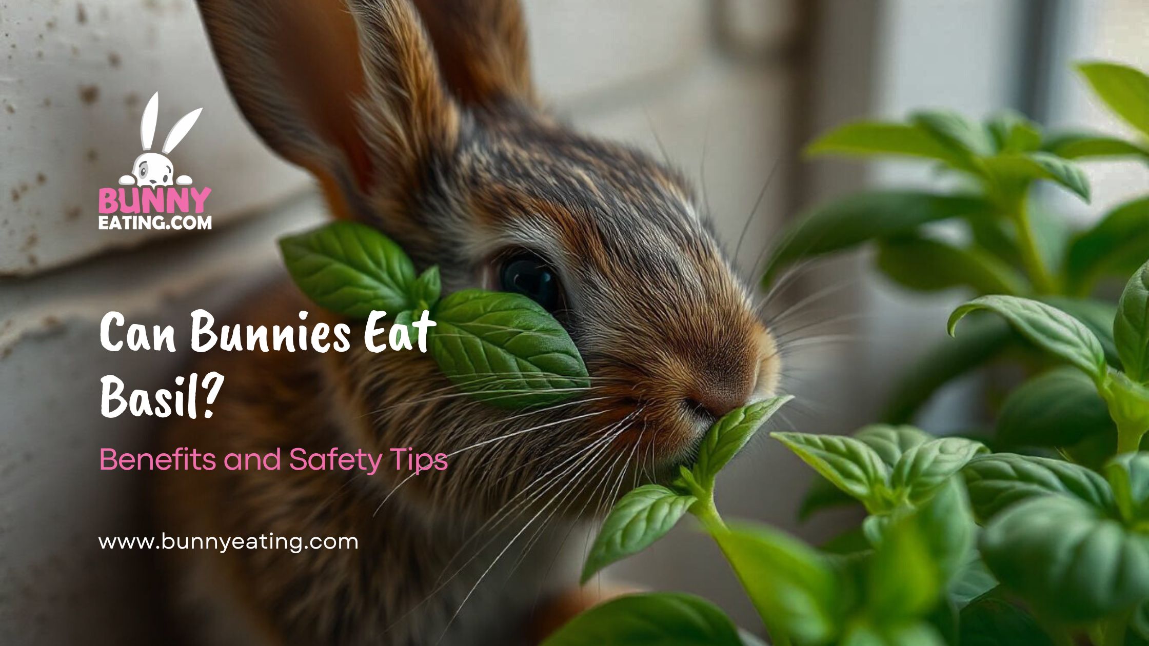 Can Bunnies Eat Basil?