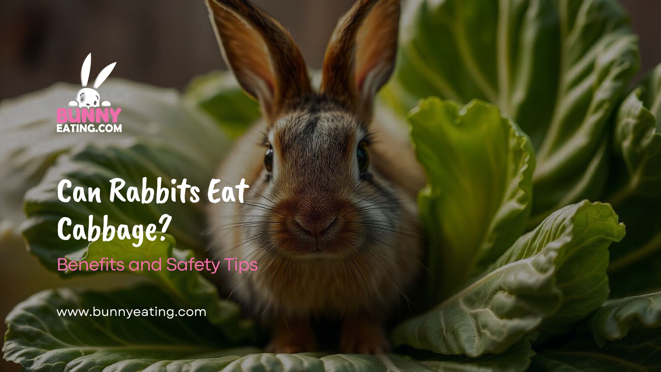 Can Rabbits Eat Cabbage?