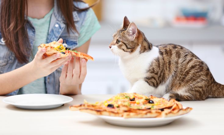 A woman feeds a cat a slice of pizza, raising the question: Is Pizza Poisonous for My Cat?