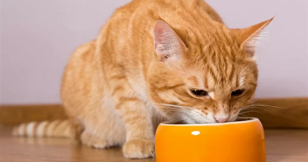 A cat eating from an orange bowl, exploring if cats can eat seaweed as part of their diet.
