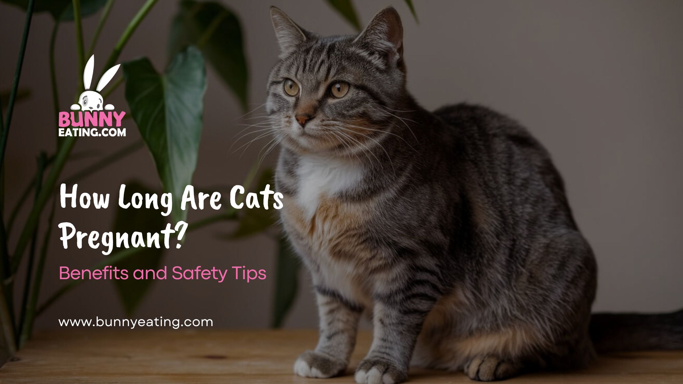 How Long Are Cats Pregnant?