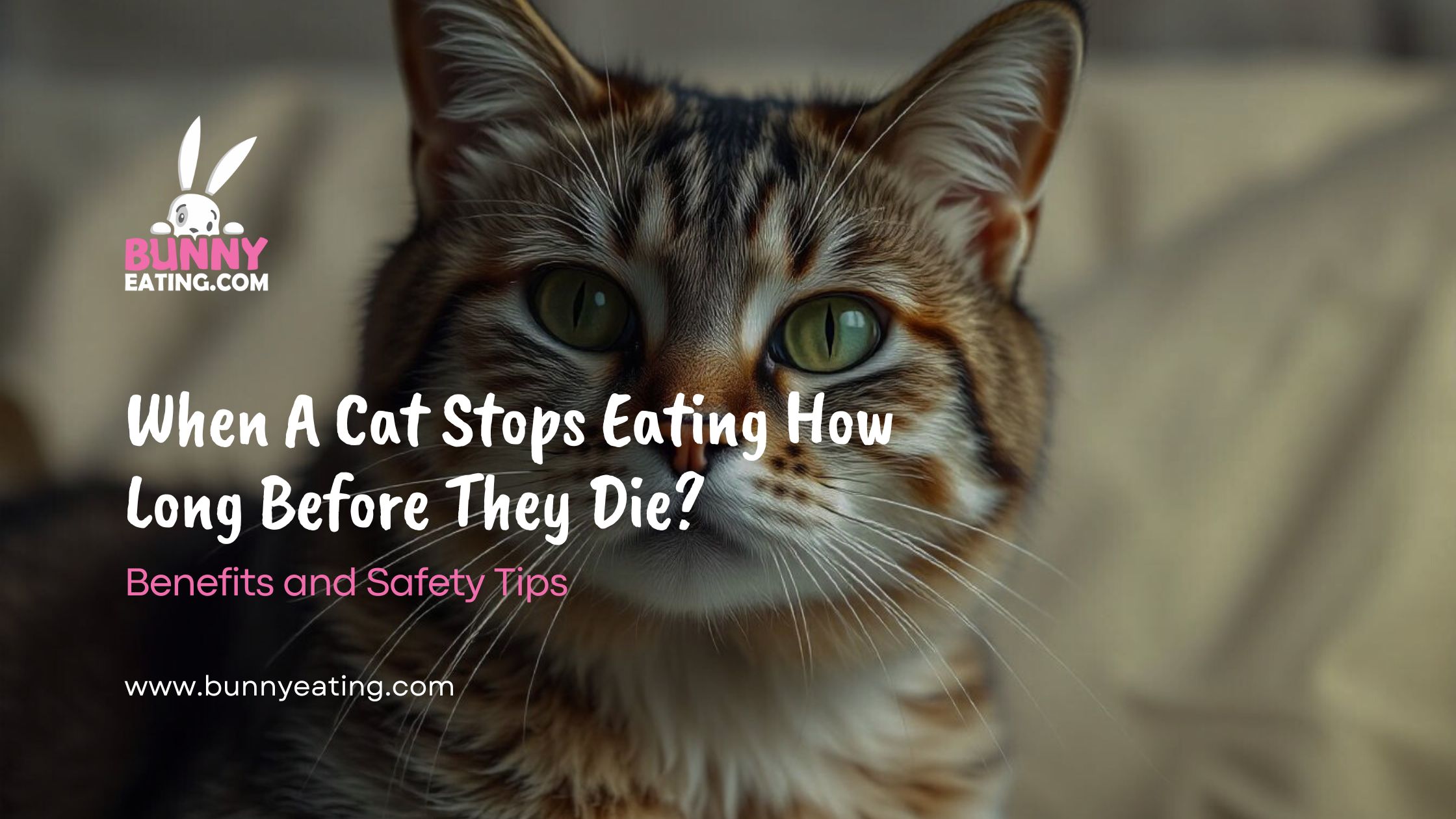 When A Cat Stops Eating How Long Before They Die?