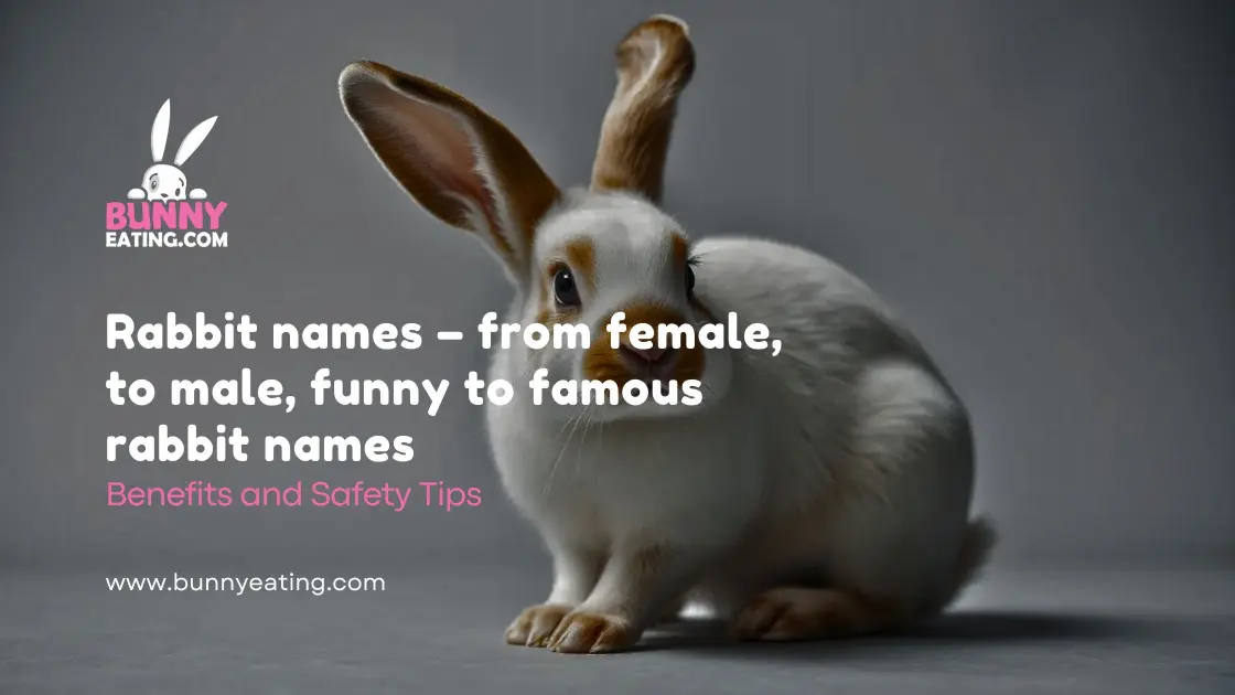 Rabbit names – from female, to male, funny to famous rabbit names