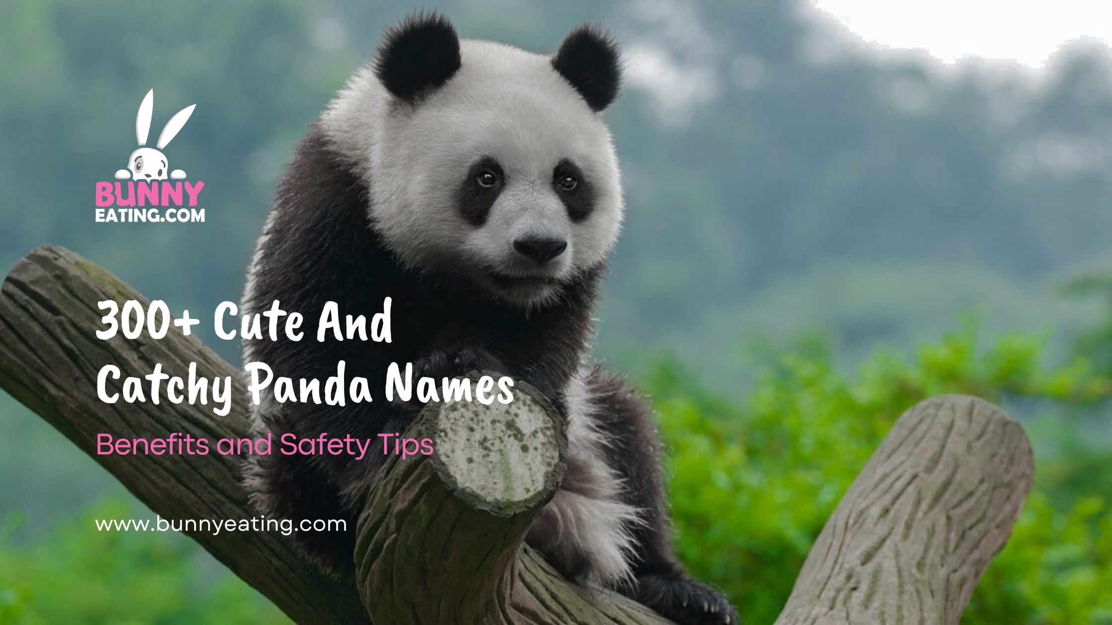 300+ Cute And Catchy Panda Names