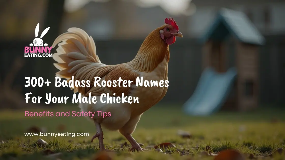 Male Chicken