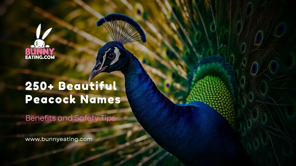 250+ Beautiful Peacock Names