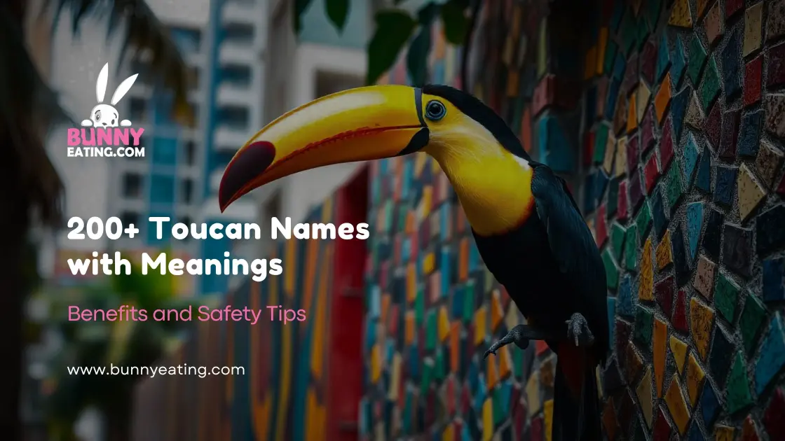 200+ Toucan Names with Meanings