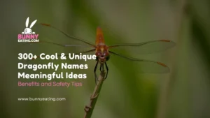 300+ Cool & Unique Dragonfly Names Meaningful Ideas