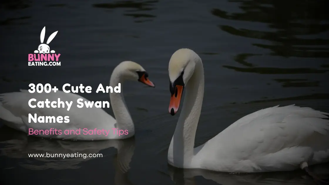 300+ Cute And Catchy Swan Names