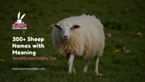 300+ Sheep Names with Meaning