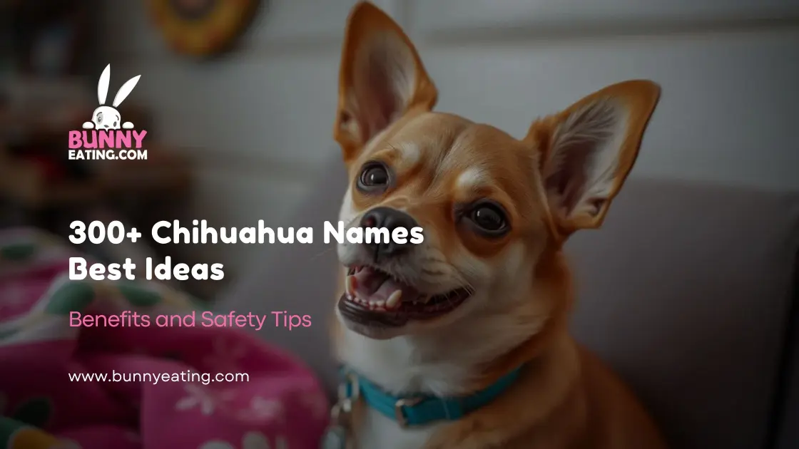 300+ Chihuahua Names Best Ideas